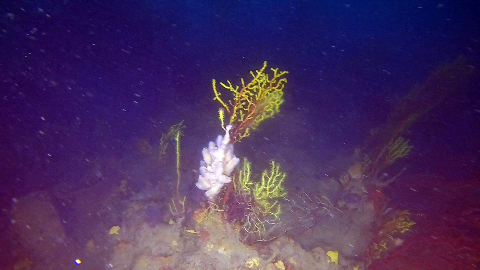 Spugna di mare Tedania anhelans - Sea sponge Tedania anhelans - www.intotheblue.it