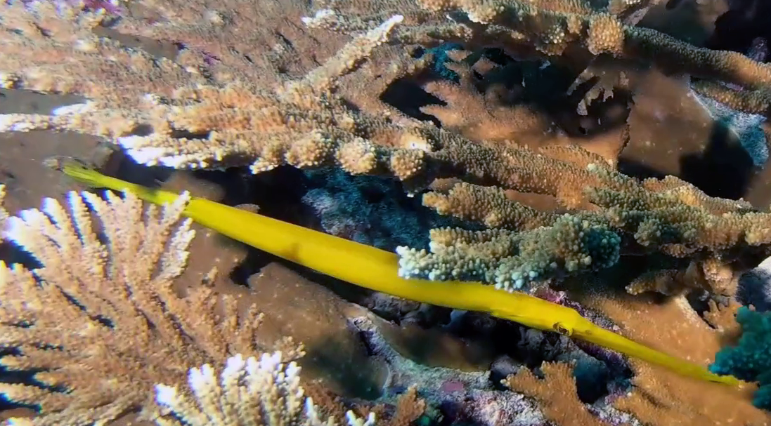 Chinese Trumpetfish - Aulostomus chinensis - Pesce Trombetta cinese - www.intotheblue.it