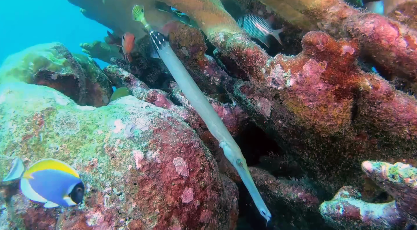 Aulostomidae - Trumpetfish - pesce Trombetta - www.intotheblue.it