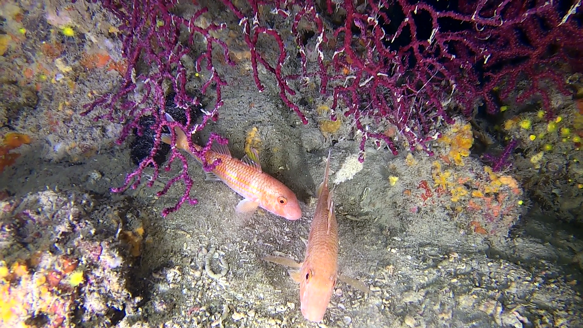 Striped red Mullet