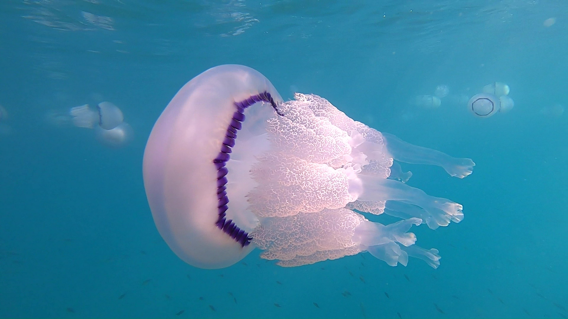 Collect plastic and let jellyfish live!