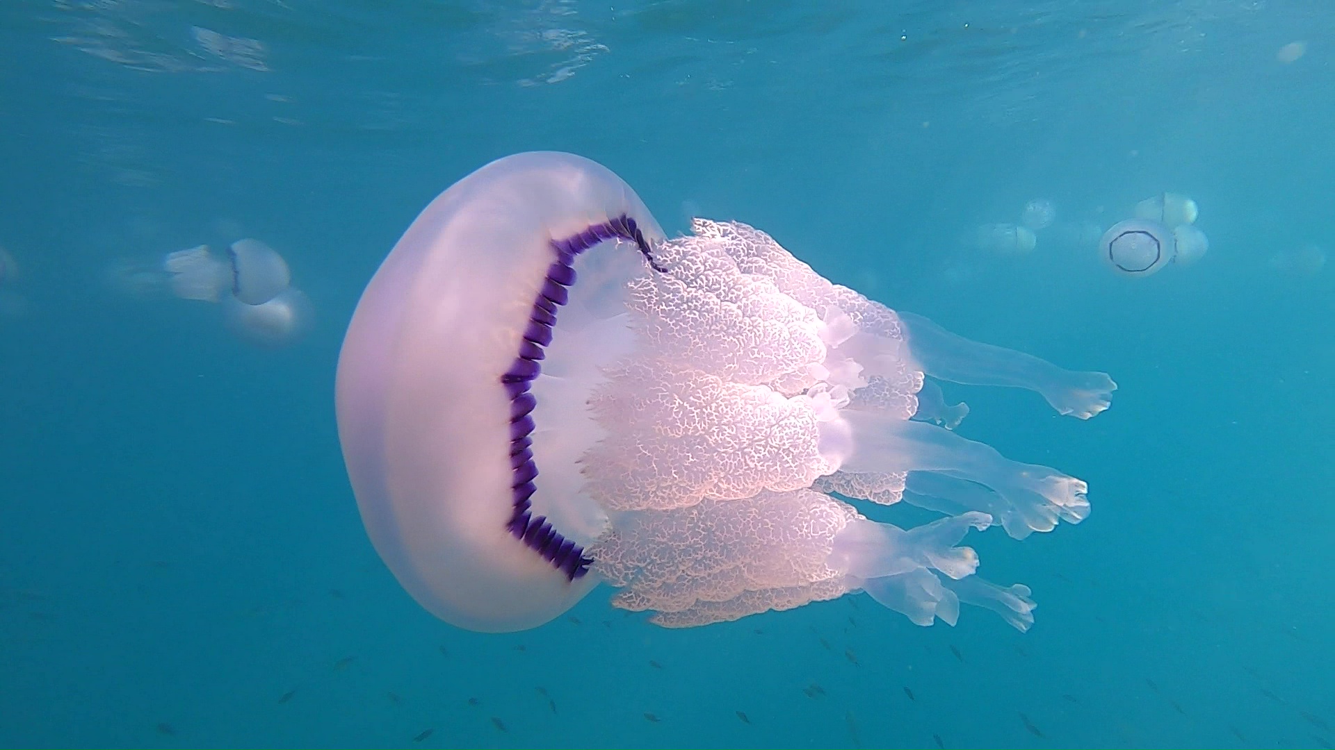 Rhizostoma pulmo Barrel Jellyfish Medusa Polmone di mare intotheblue.it-2022-07-07