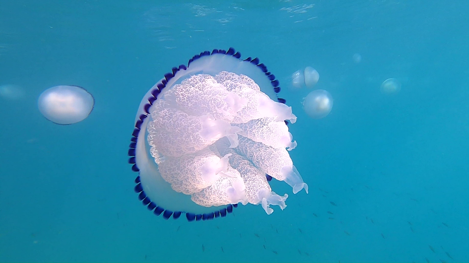 Rhizostoma pulmo Barrel Jellyfish Medusa Polmone di mare intotheblue.it-2022-07-07