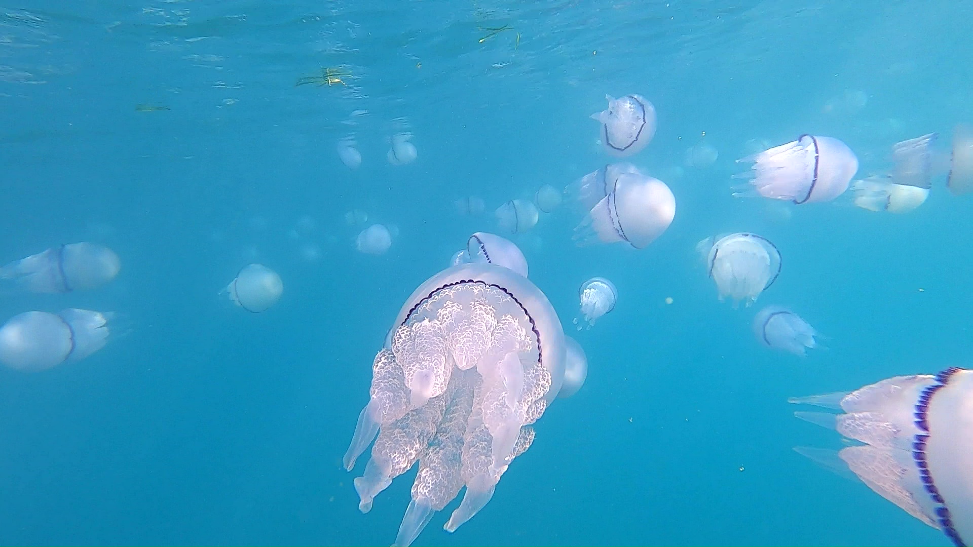 Rhizostoma pulmo Barrel Jellyfish Medusa Polmone di mare intotheblue.it-2022-07-07