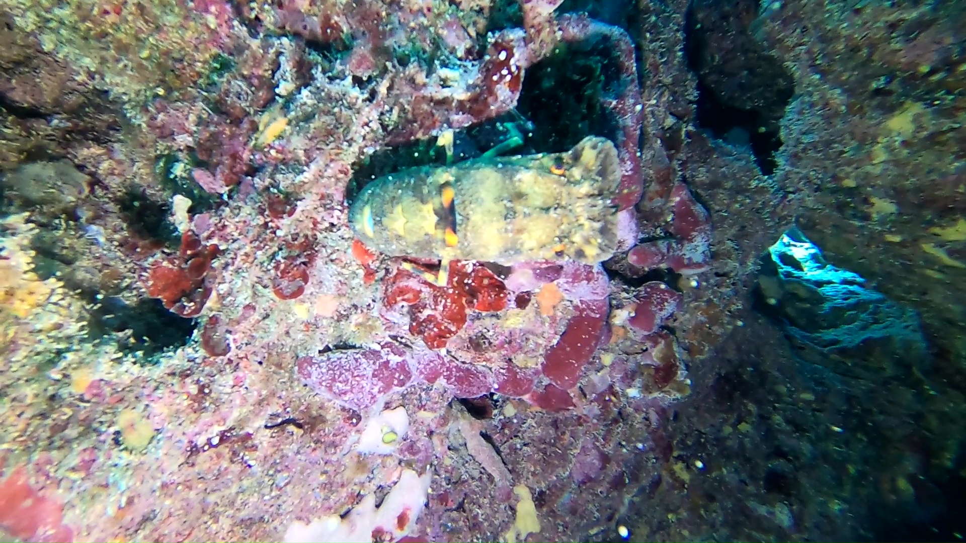Scyllarus arctus Slipper lobster Cicala di mare Magnosella Batti batti intotheblue.it