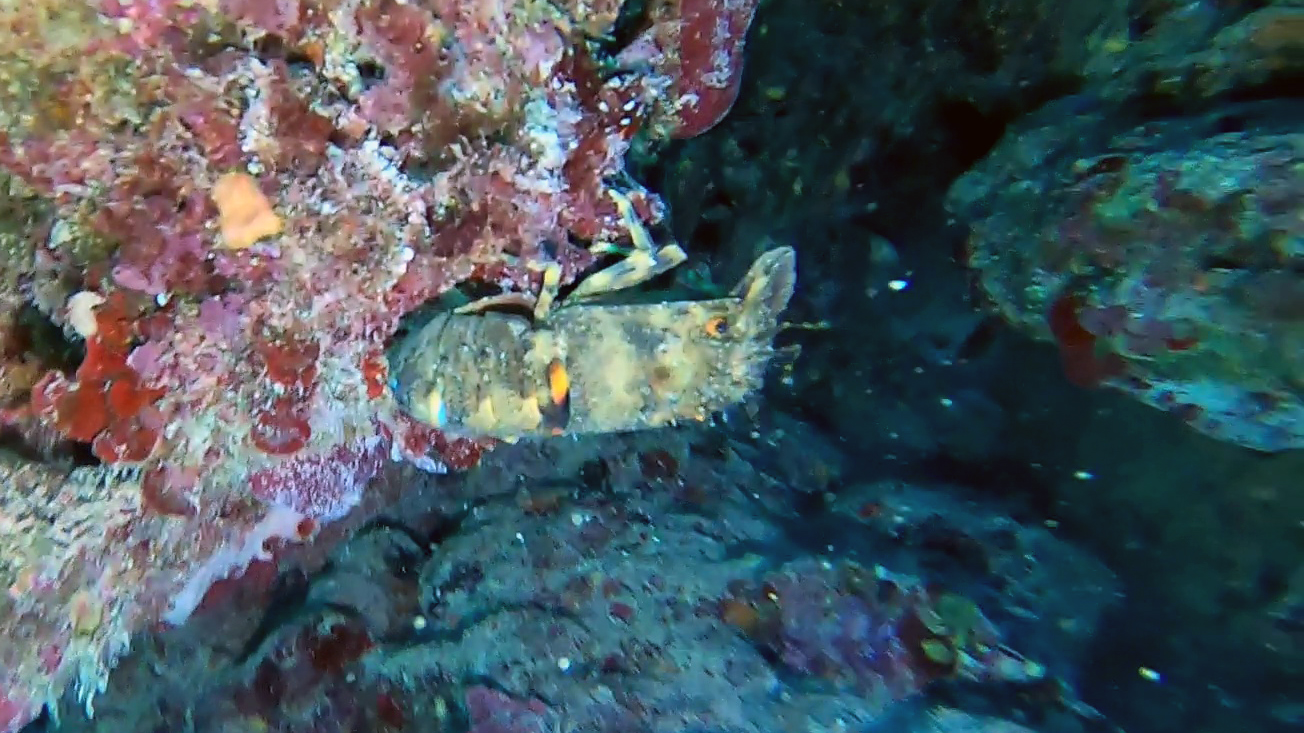 Slipper lobster - Scyllarus arctus