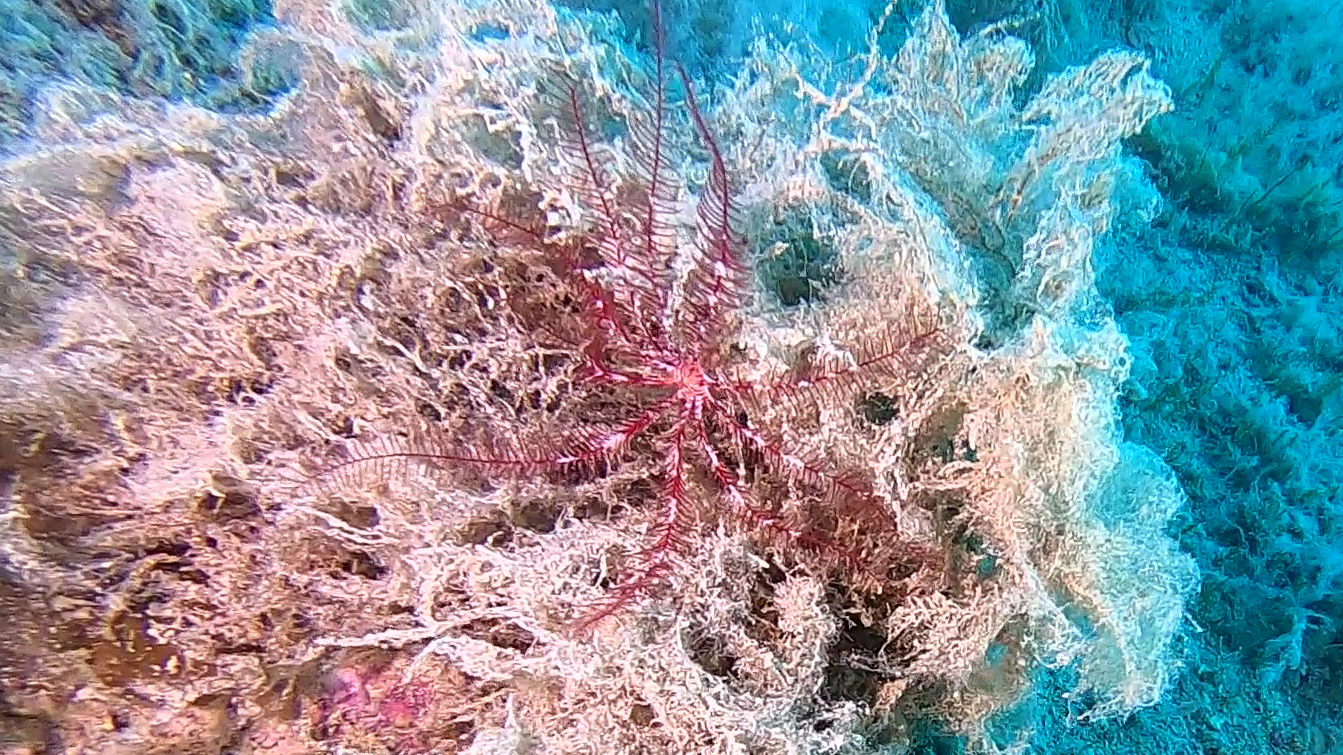 Antedon Mediterranea Giglio di mare Mediterranean feather star intotheblue.it