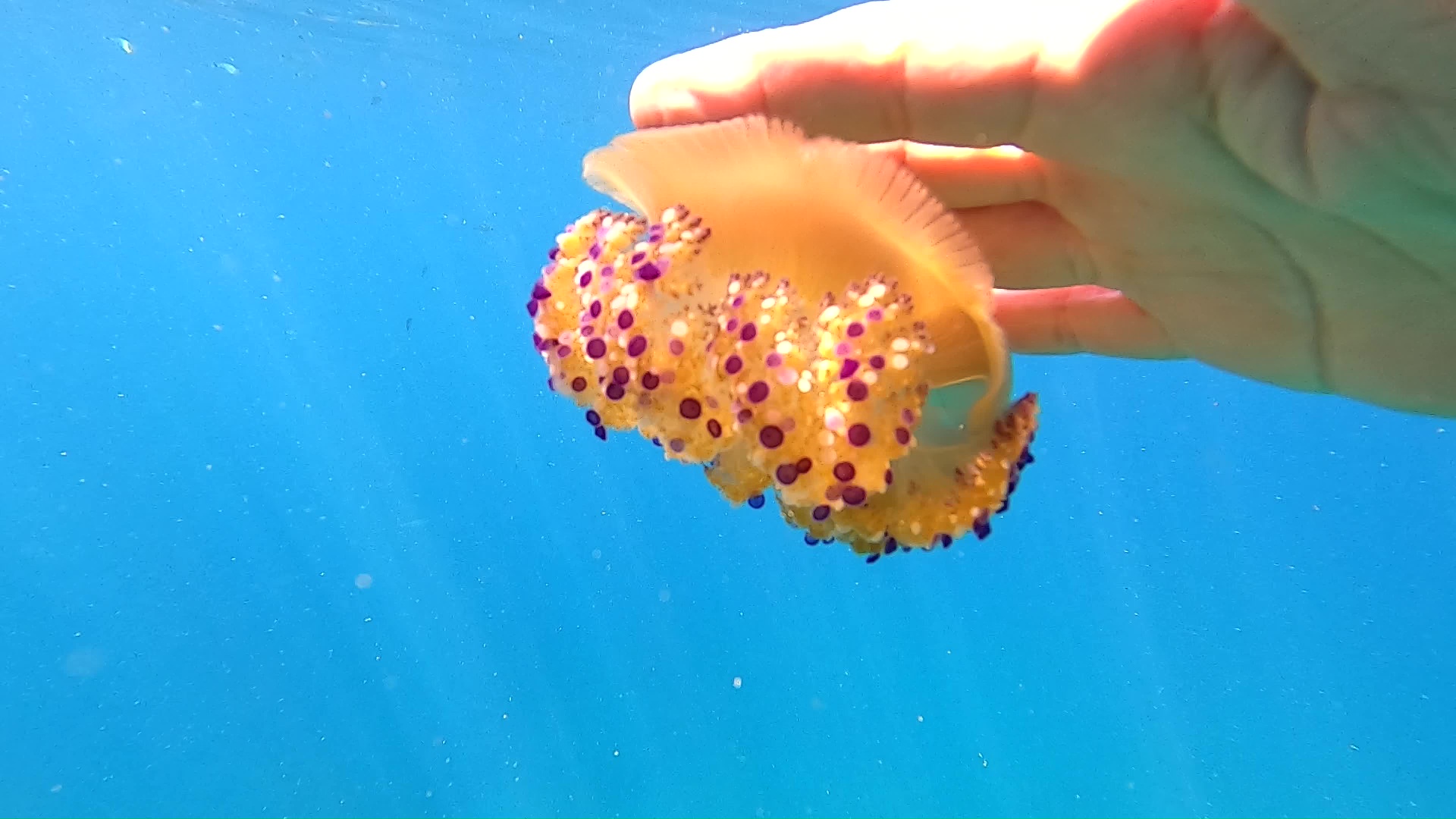 Mediterranean jellyfish or fried egg jellyfish - Cotylorhiza tuberculata