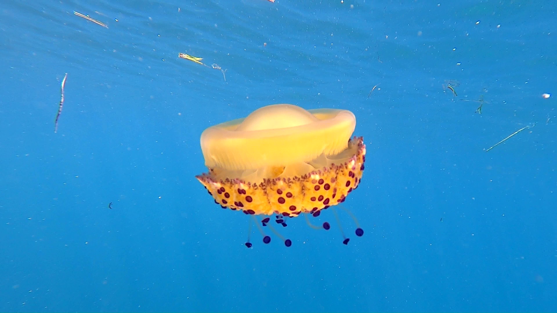 Mediterranean jellyfish or fried egg jellyfish - Cotylorhiza tuberculata intotheblue.it