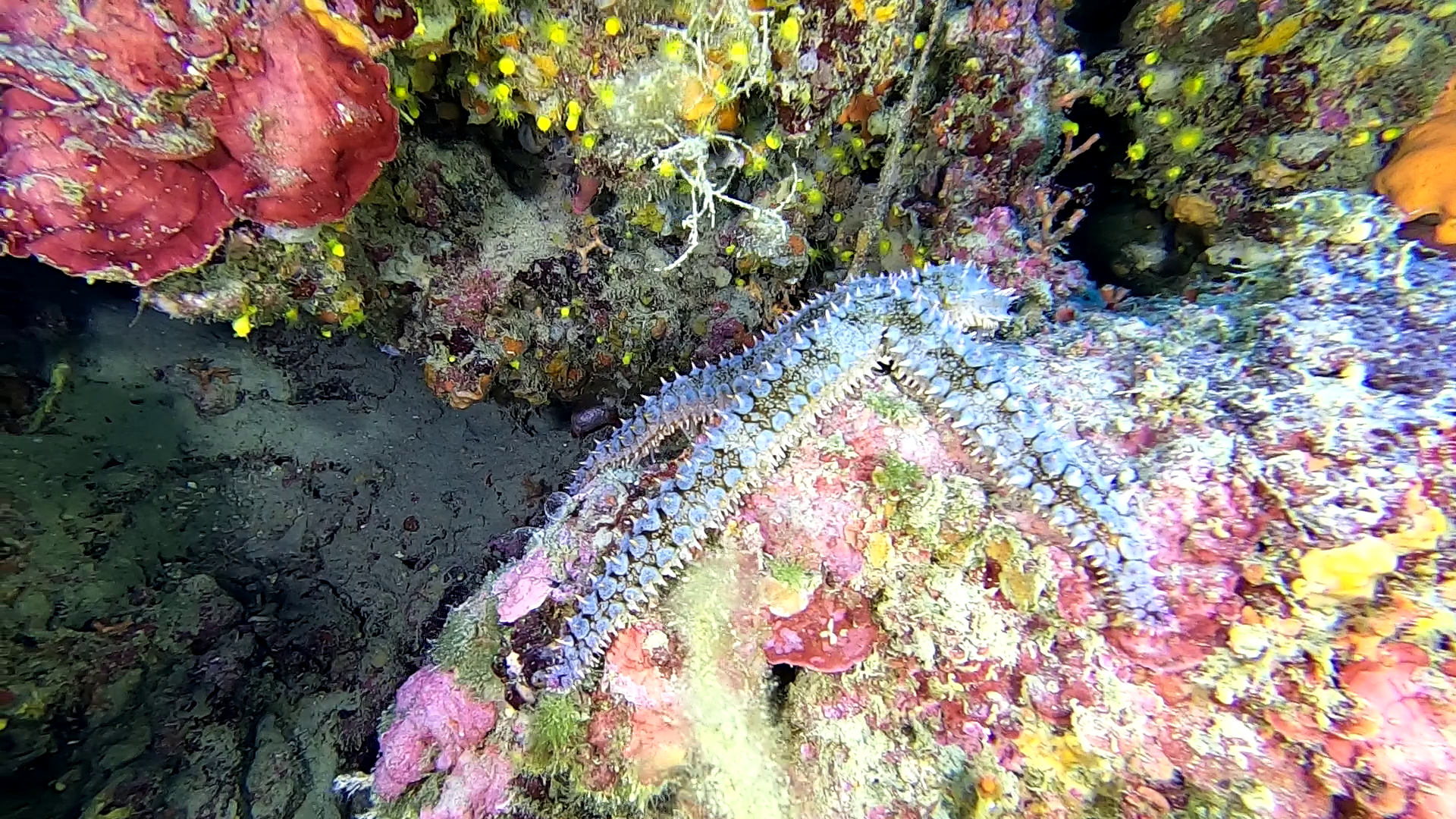 Spiny Starfish - Martasteria - Stella marina spinosa - Stella carrarmato - Marthasterias glacialis - www.intotheblue.it