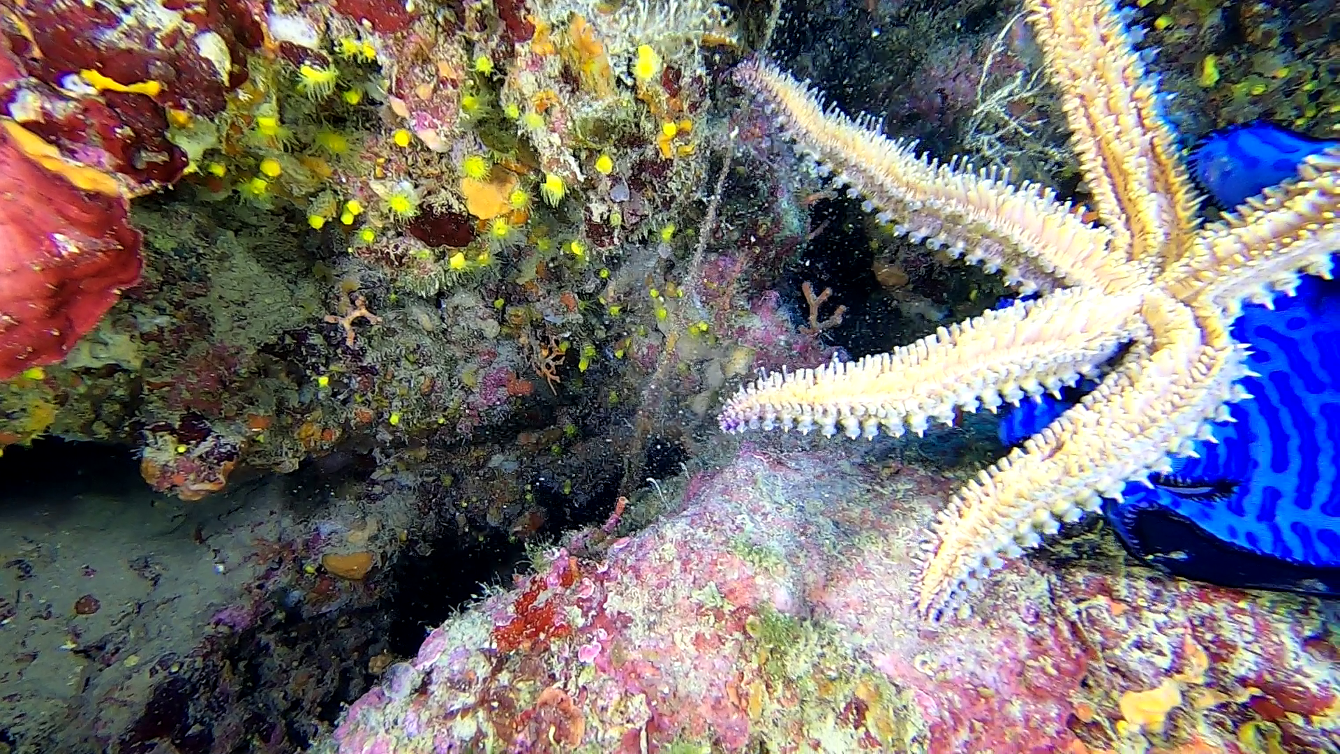 Spiny Starfish - Martasteria - Stella marina spinosa - Stella carrarmato - Marthasterias glacialis - www.intotheblue.it