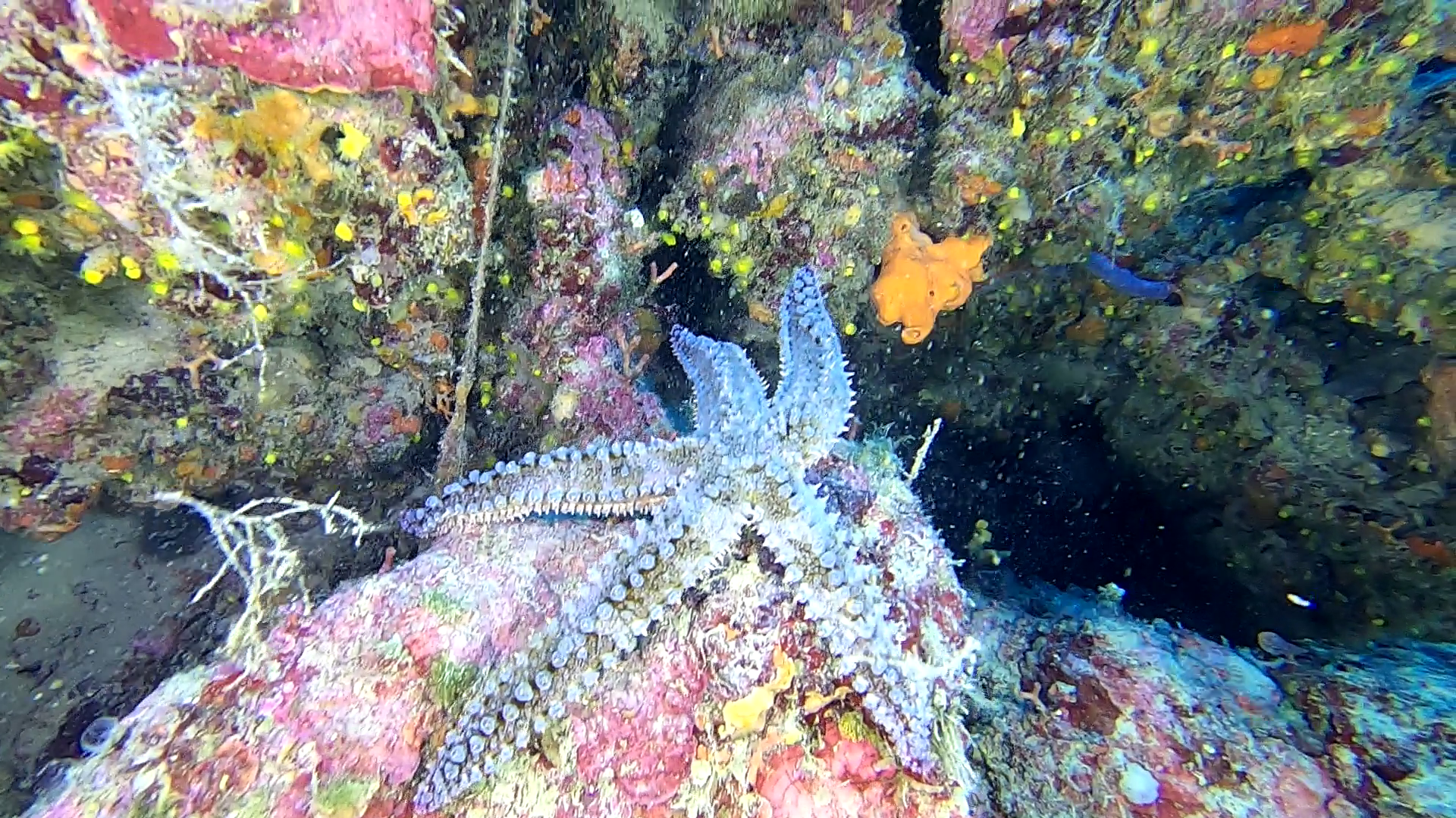 Spiny Starfish - Martasteria - Stella marina spinosa - Stella carrarmato - Marthasterias glacialis - www.intotheblue.it