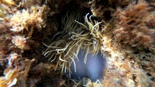 Lotta per la vita II: anemoni che mangiano meduse