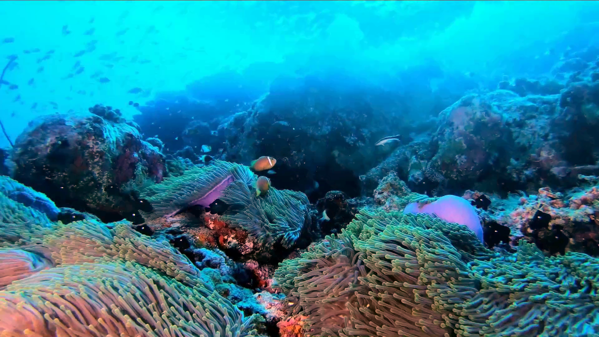 Pesce Pagliaccio delle Maldive - Amphiprion nigripes - Maldive Anemonefish - blackfinned Anemonefish - www.intotheblue.it