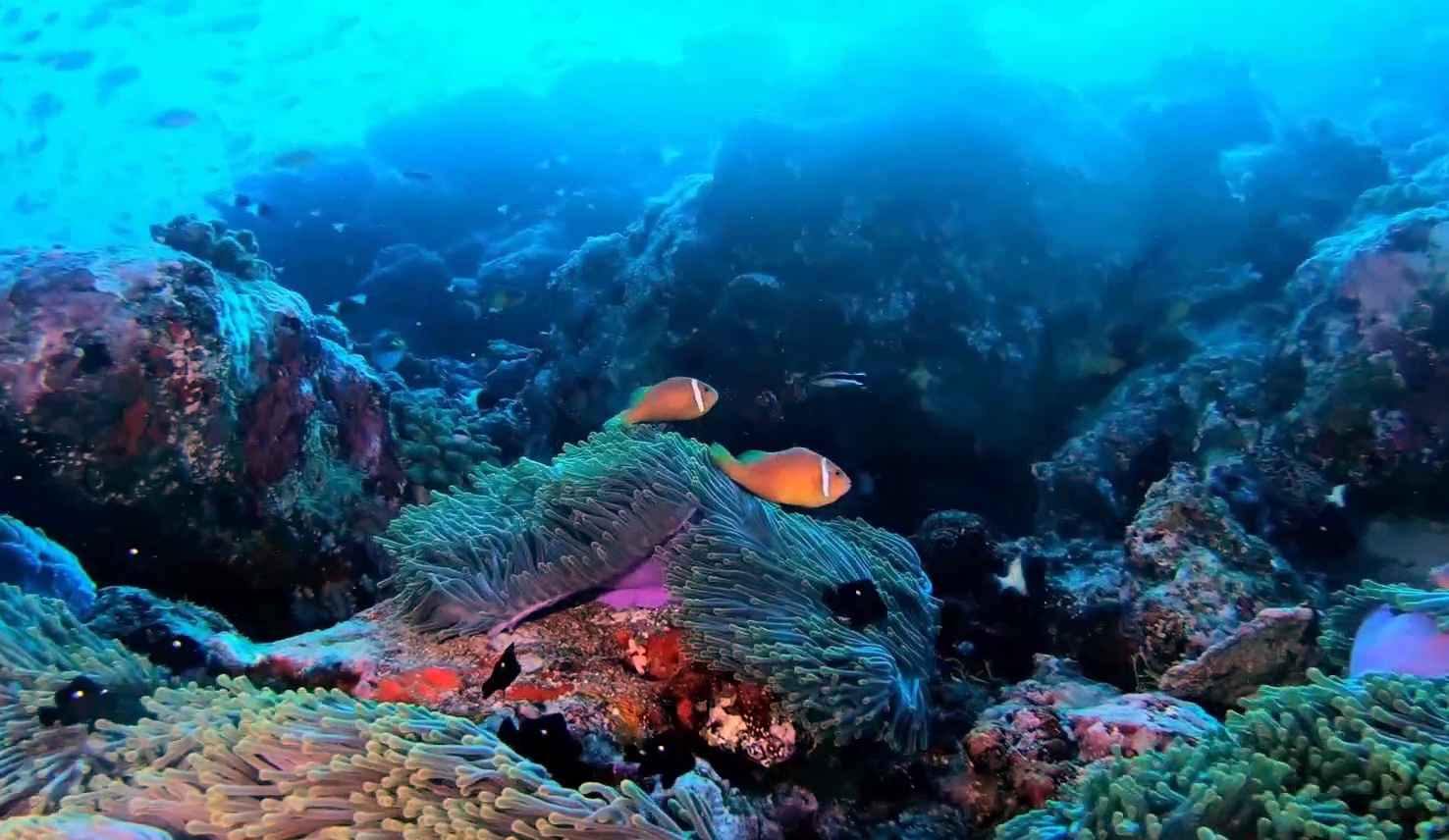 Pesce Pagliaccio delle Maldive - Amphiprion nigripes - Maldive Anemonefish - blackfinned Anemonefish - www.intotheblue.it