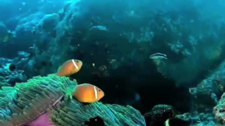 Pesce Pagliaccio delle Maldive - Amphiprion nigripes