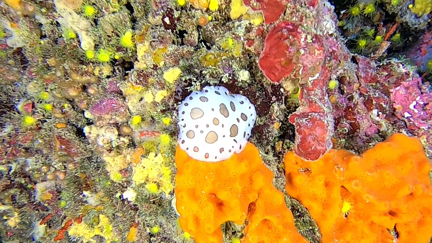 Peltodoris atromaculata - Dotted sea slug - Nudibranchi Jorunna funebris - Vacchetta di mare - intotheblue.it