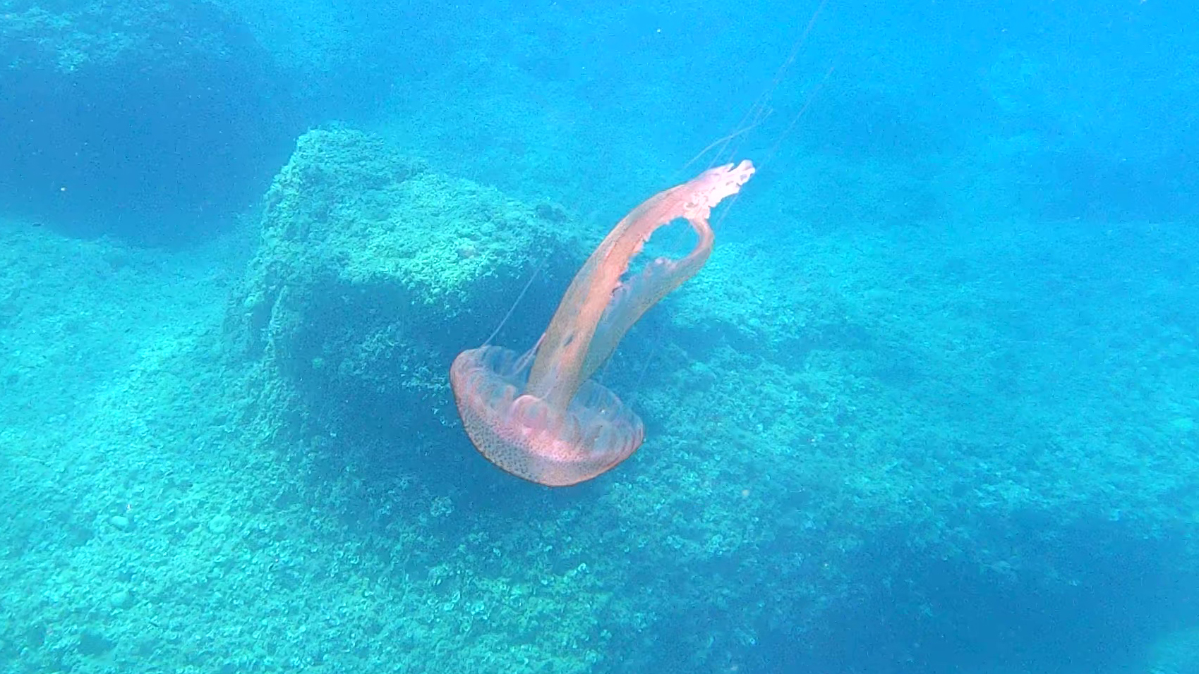 Pelagia noctiluca Medusa luminosa Mauve stinger intotheblue.it tentacoli secondari urticanti