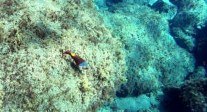 Femmina del Pesce Pappagallo mediterraneo Mediterranean parrotfish female Sparisoma cretense intotheblue.it