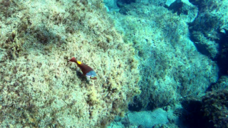 Mediterranean Parrotfish female 