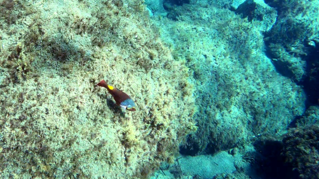 Femmina del Pesce Pappagallo mediterraneo Mediterranean parrotfish female Sparisoma cretense intotheblue.it