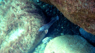 Mediterranean Parrotfish male
