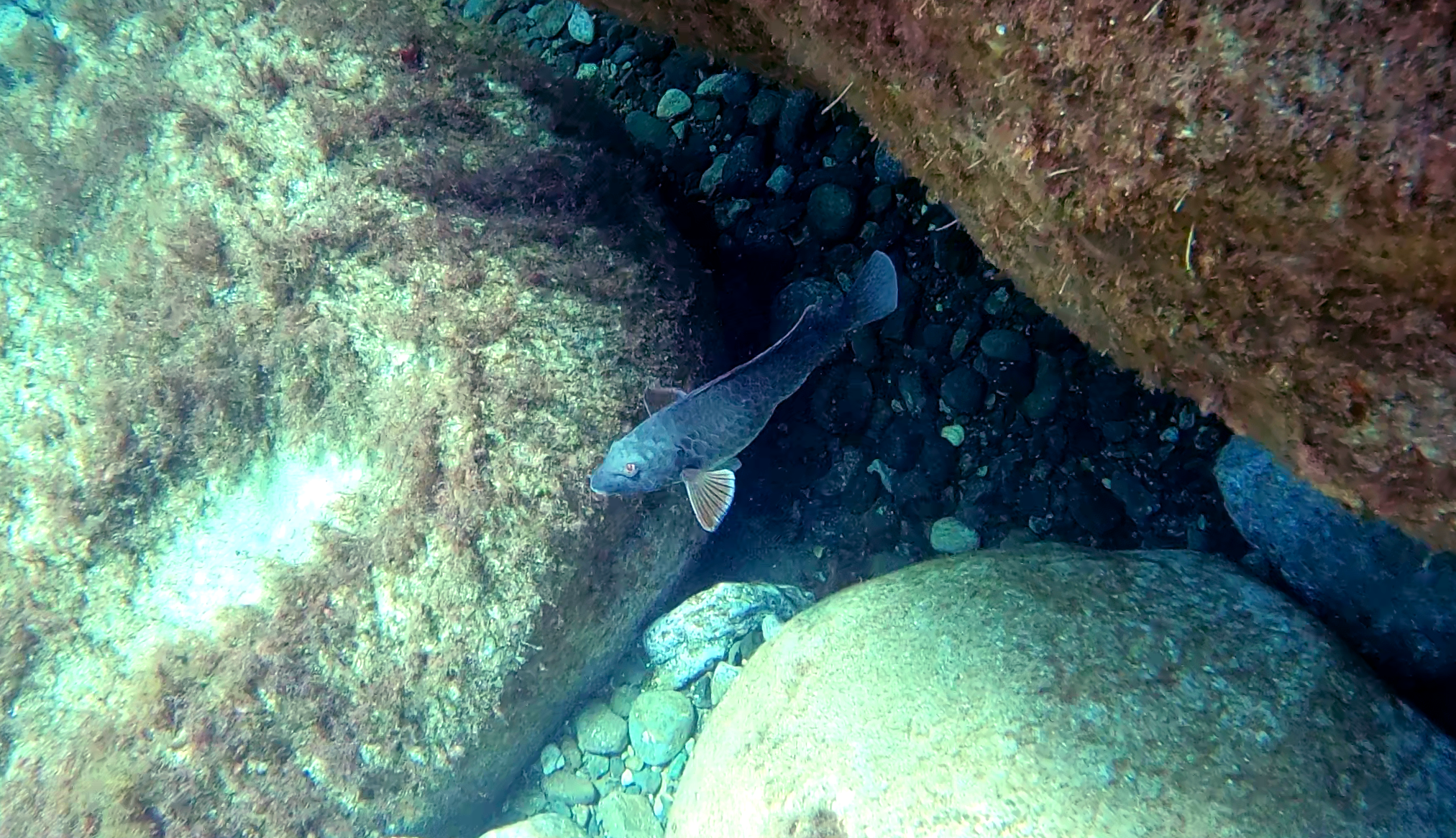 Pesce Pappagallo mediterraneo maschio Mediterranean Parrotfish male Sparisoma cretense intotheblue.it