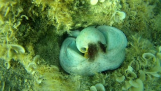 Octopus vulgaris - Polpo comune