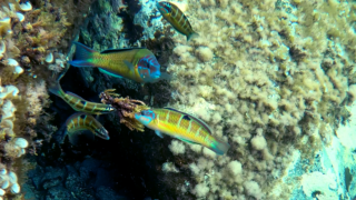 Ornate wrasse male with females