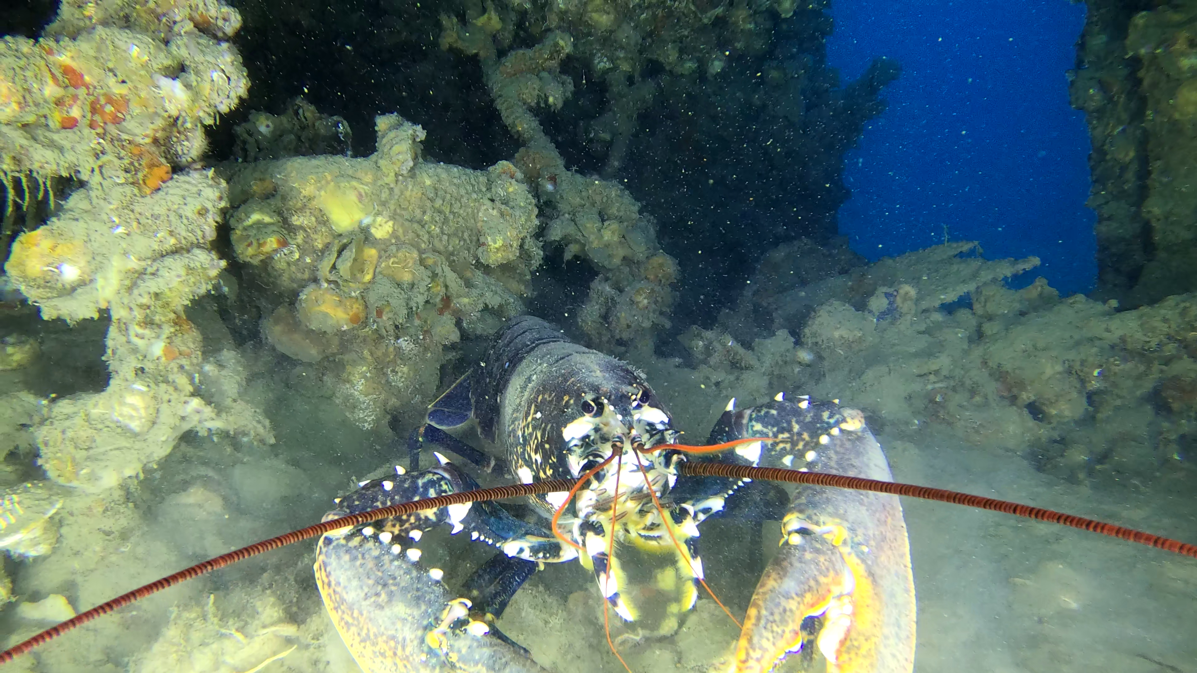 Astice che vive dentro il relitto del Silvio Homarus gammarus which lives inside the Silvio wreck