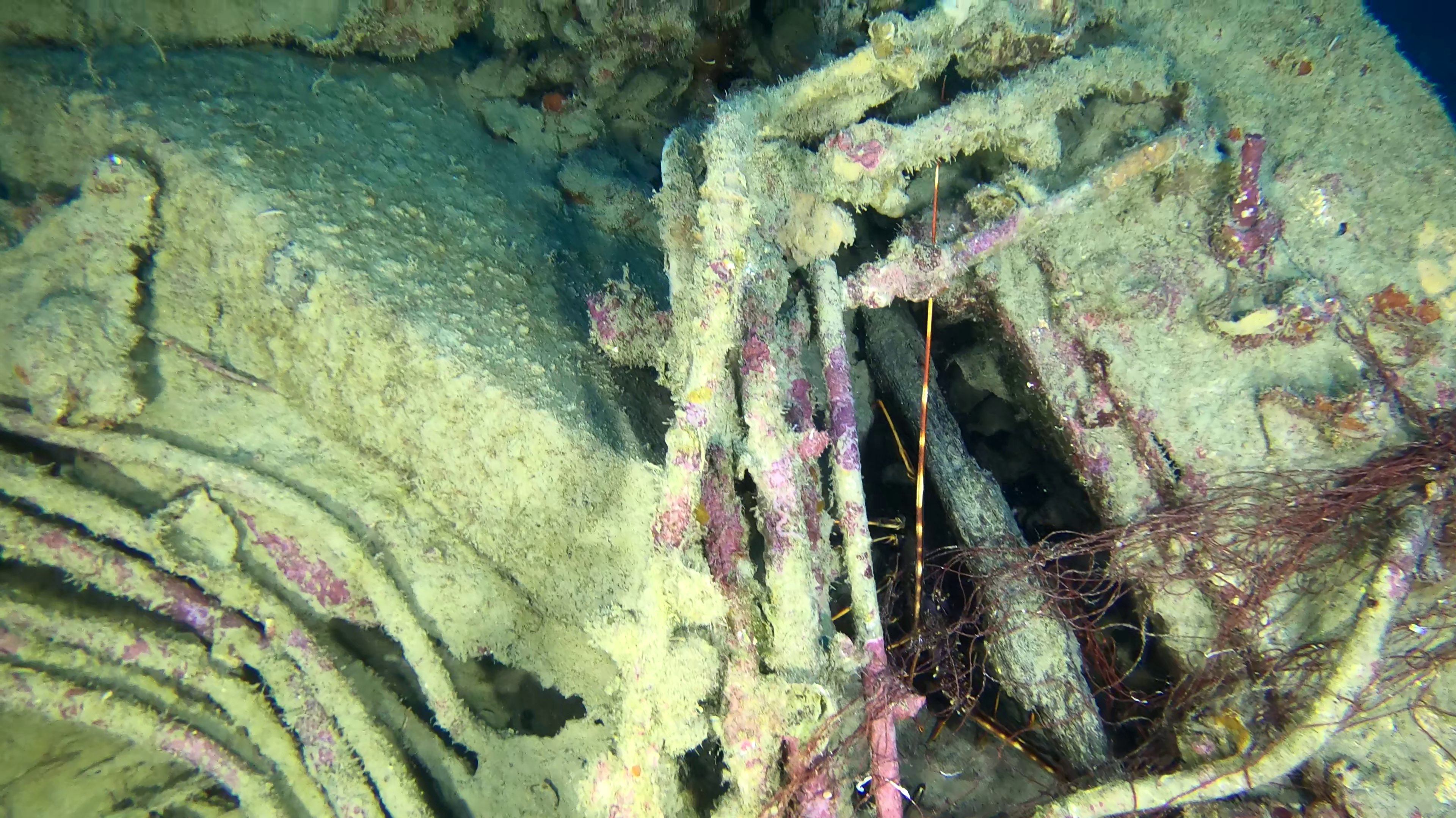 Aragosta nel relitto del Silvio Spiny lobster in the Silvio wreck intotheblue.it