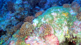 False coral Myriapora truncata