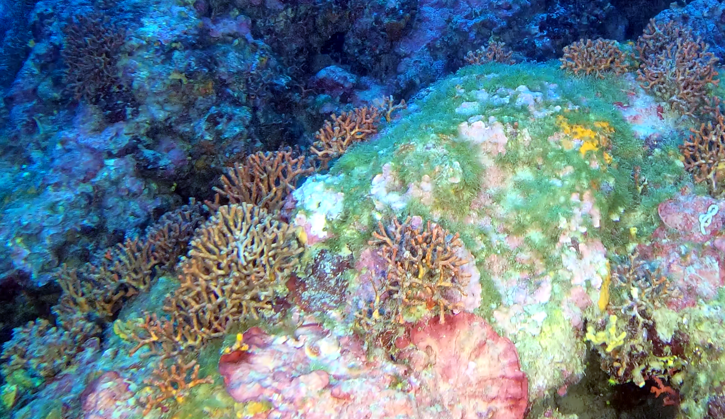 falso corallo false coral Myriapora truncata intotheblue.it