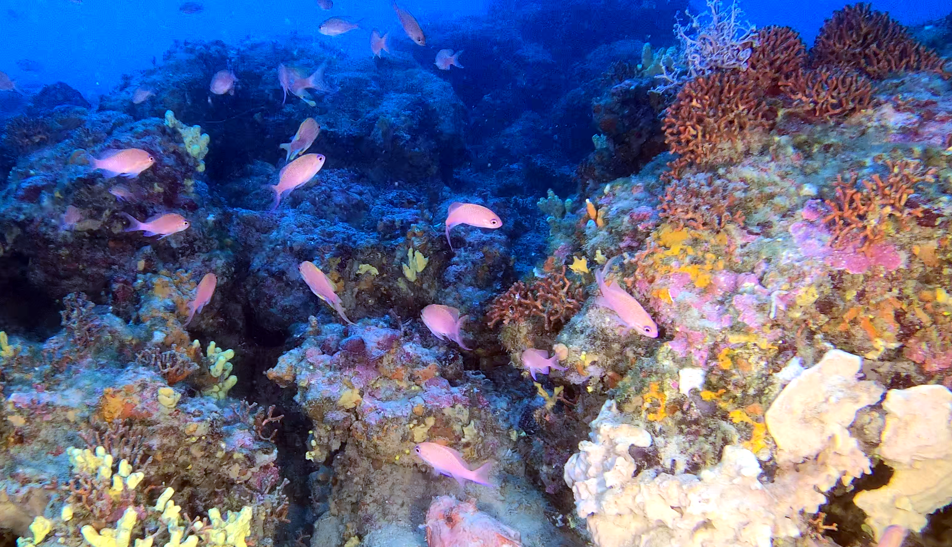 falso corallo false coral Myriapora truncata intotheblue.it