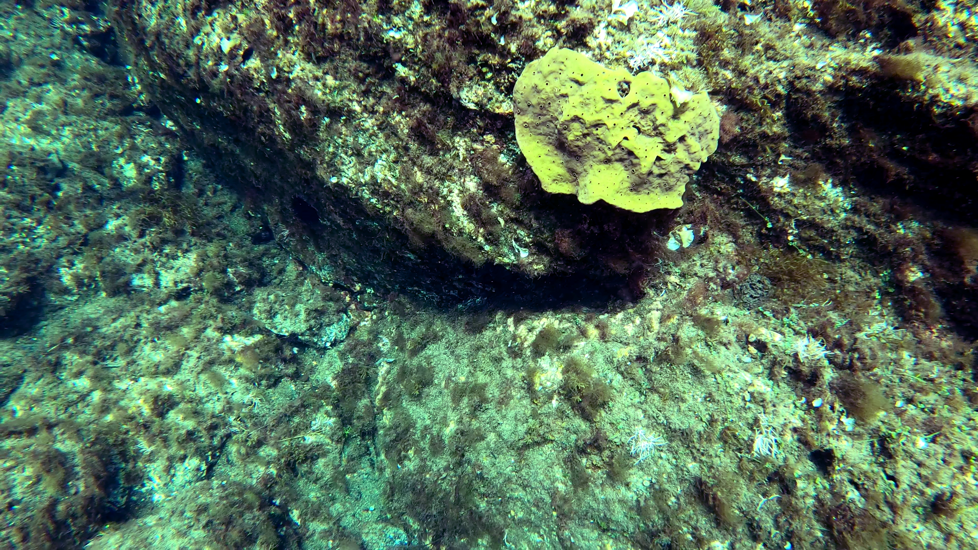 Spugna cornea Demosponge Porifera Demospongiae www.intotheblue.it