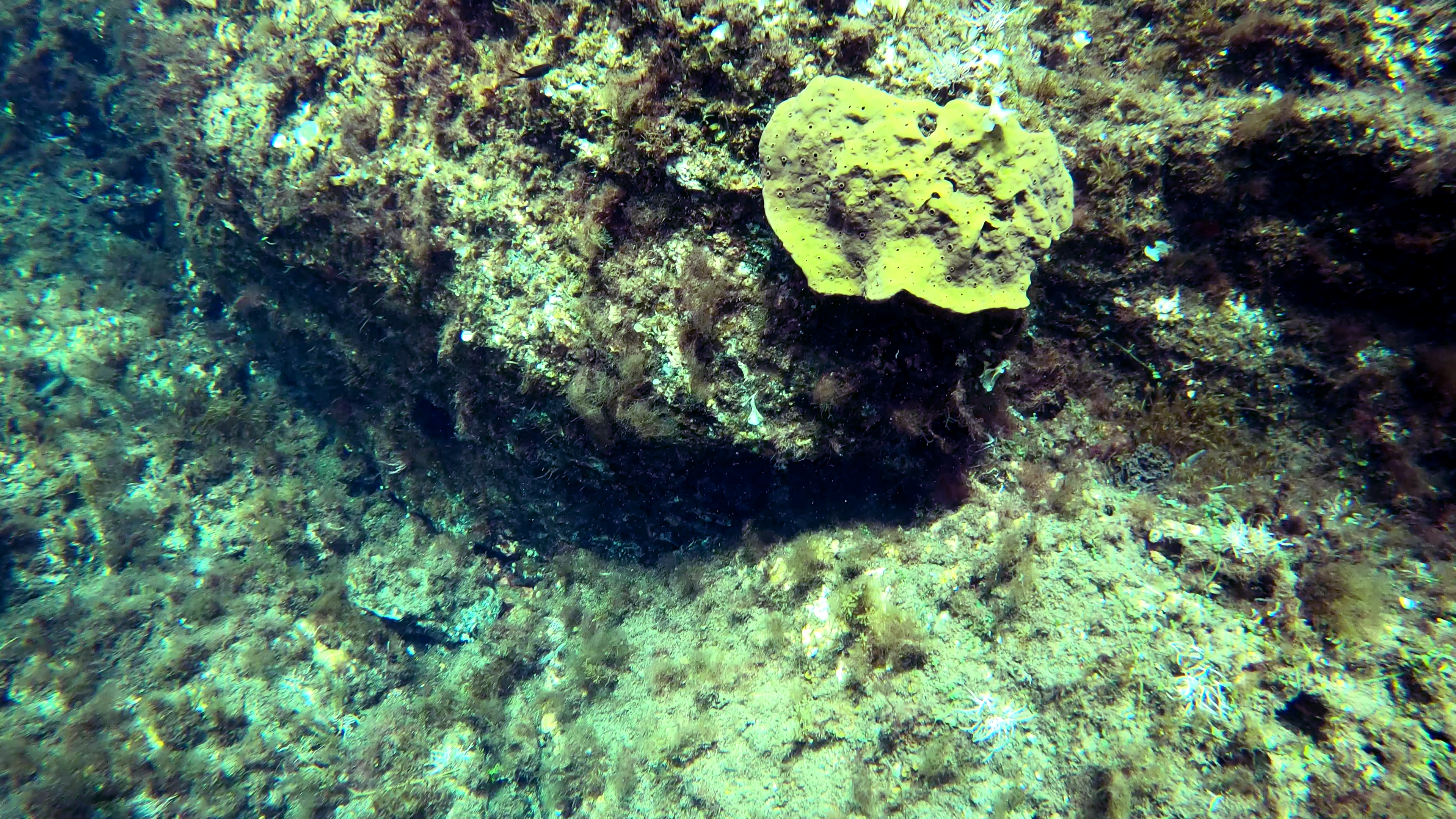 Spugna cornea Demosponge Porifera Demospongiae www.intotheblue.it