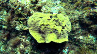 Demosponge - Demospongiae
