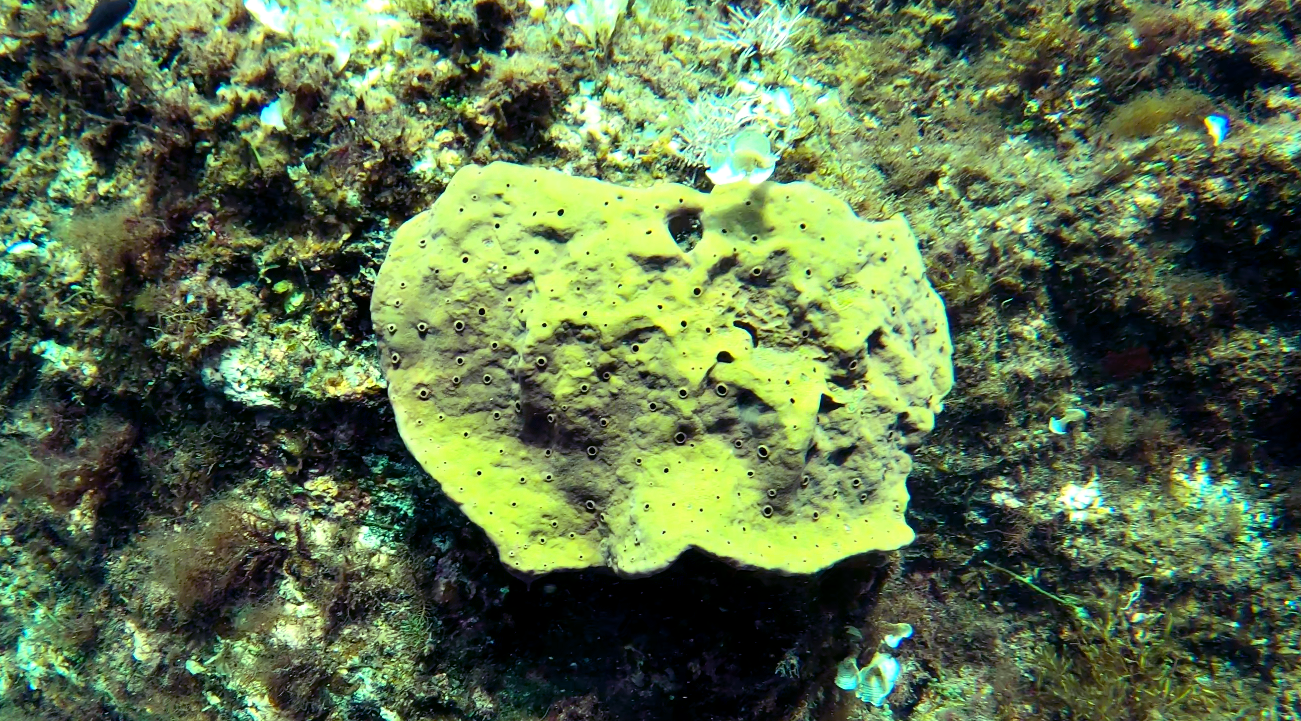 Spugna cornea Demosponge Porifera Demospongiae www.intotheblue.it