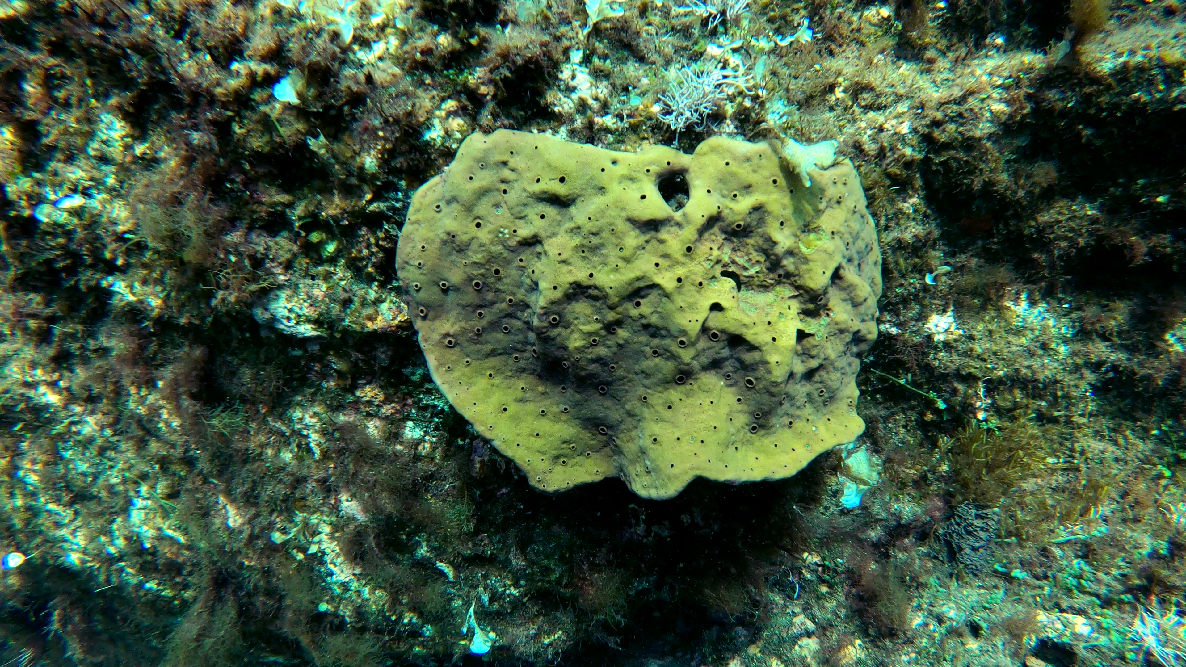 Spugna cornea Demosponge Porifera Demospongiae www.intotheblue.it