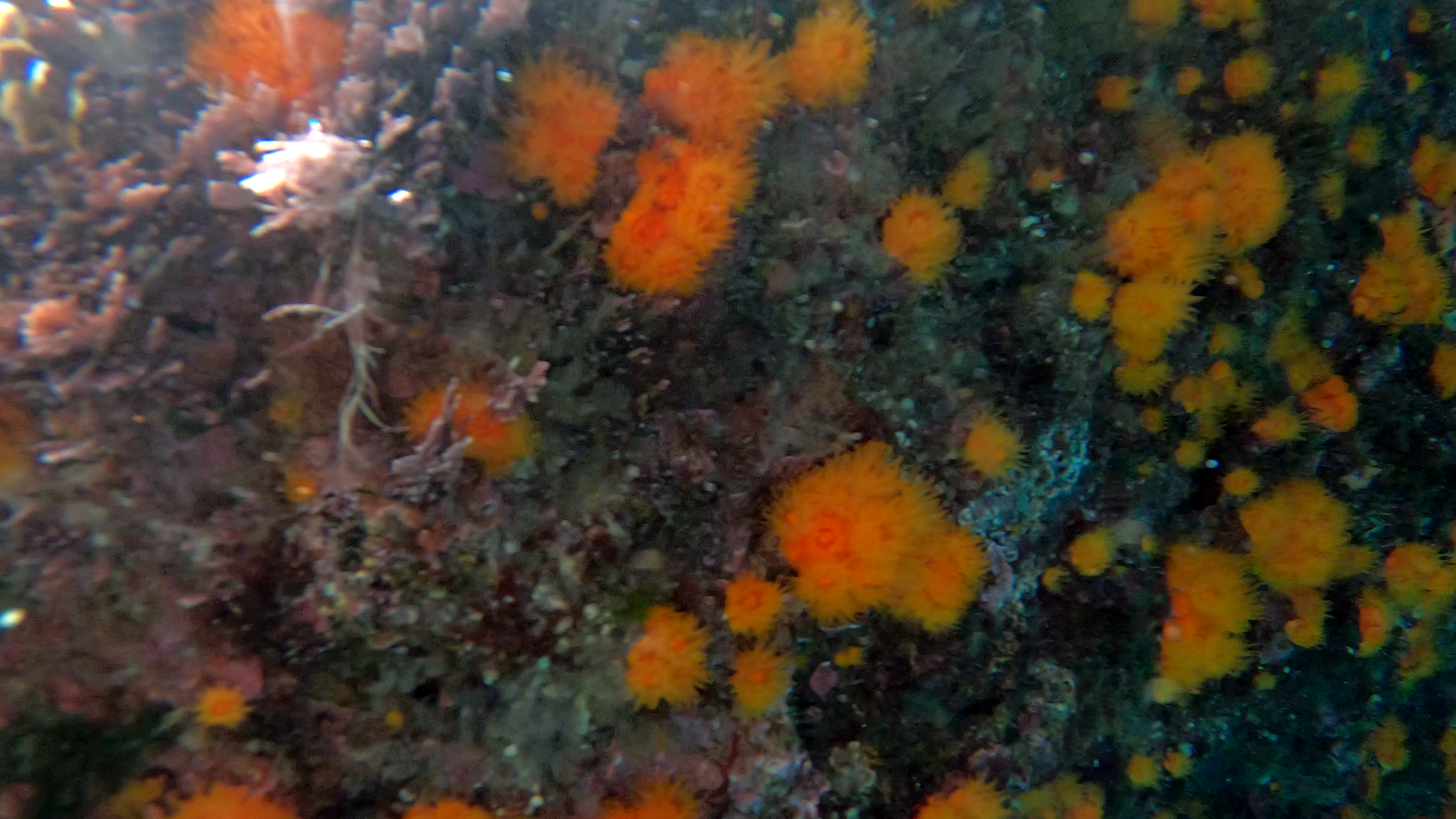 Grotta con Margherita di mare - Cave with Yellow cluster Anemone - Parazoanthus axinellae - www.intotheblue.it