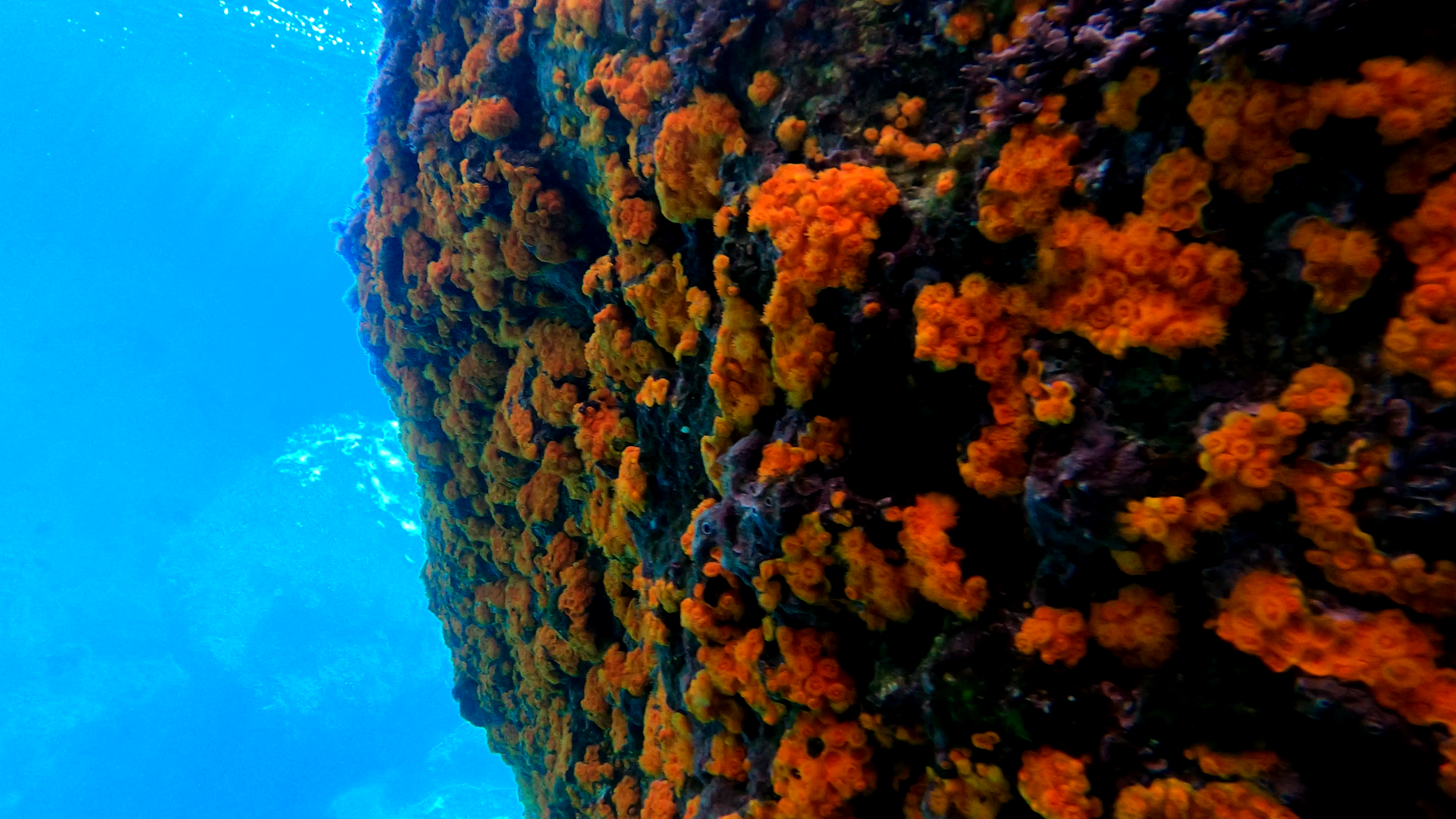 Grotta con Margherita di mare - Cave with Yellow cluster Anemone - Parazoanthus axinellae - www.intotheblue.it