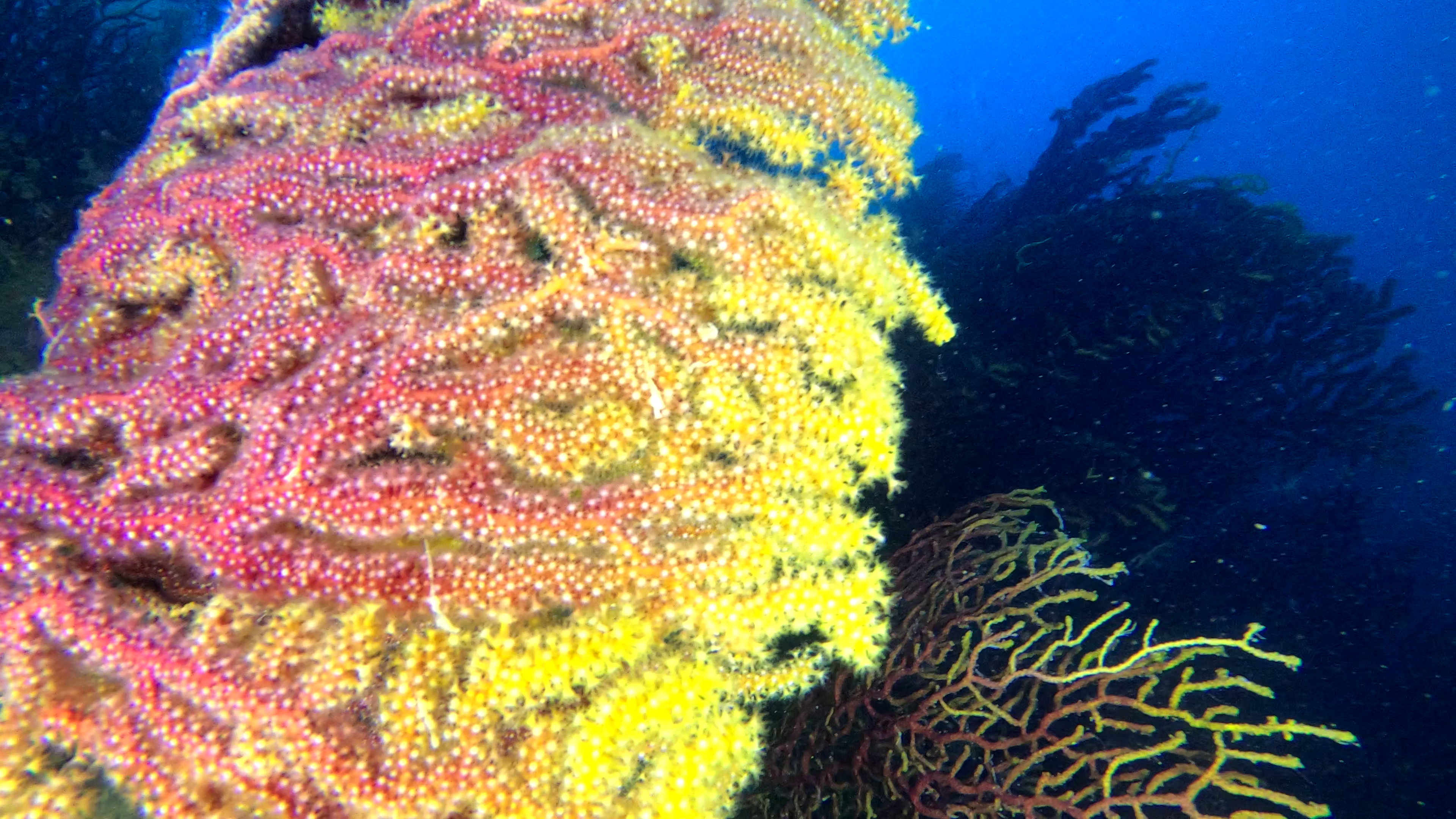 mediterranean coral reef barriera corallina mediterranea Savalia savaglia and Paramuricea clavata gold coral and violescent sea-whip www.intotheblue.it