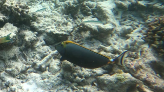 Pesce Unicorno arancione