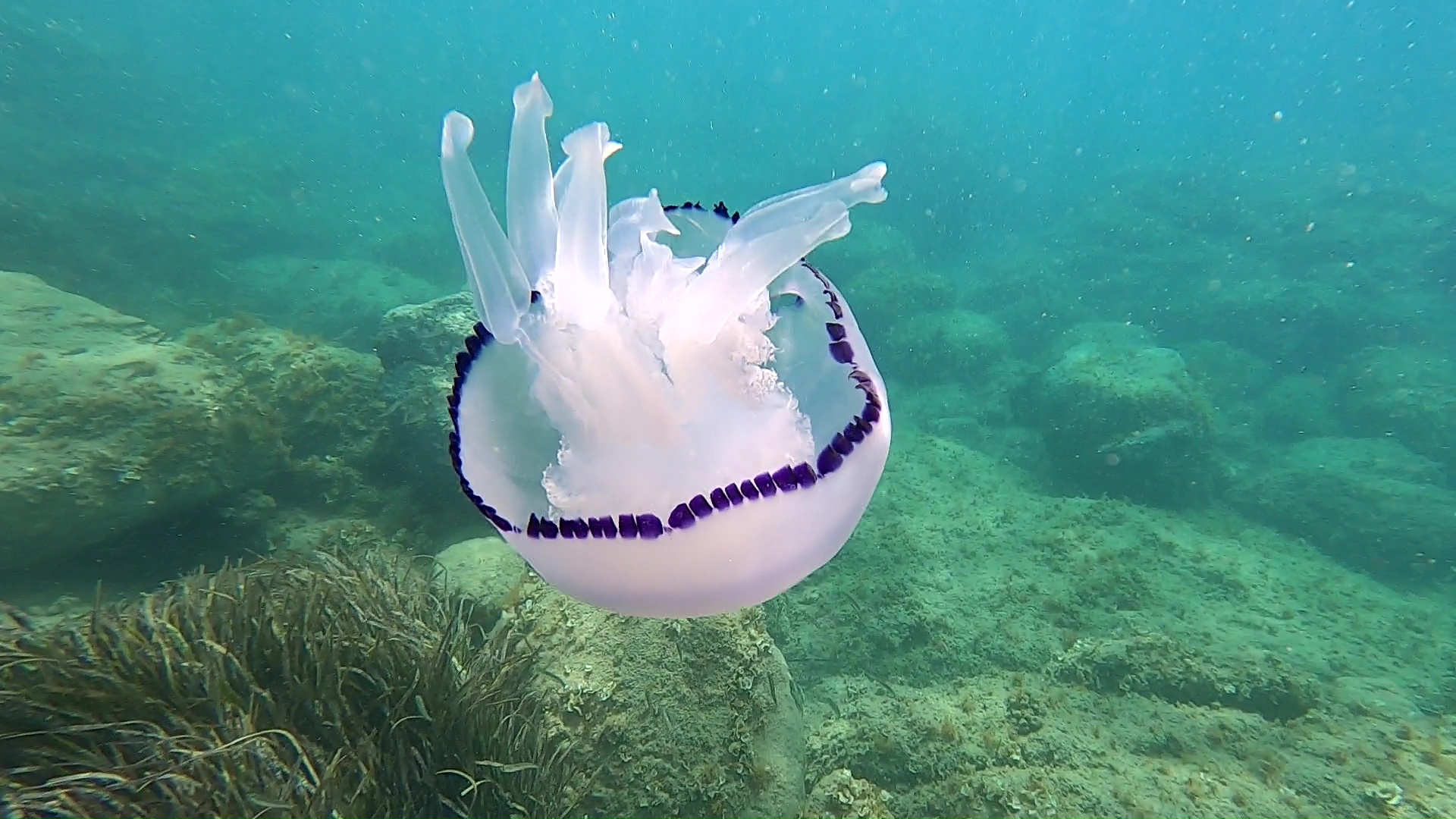 Polmone di mare Rhizostoma pulmo Barrel Jellyfish intotheblue.it