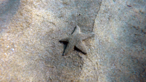 Starfish Astropecten jonstoni