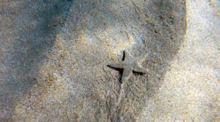 Starfish Astropecten jonstoni Pettine di mare Stella di Jonston www.intotheblue.it