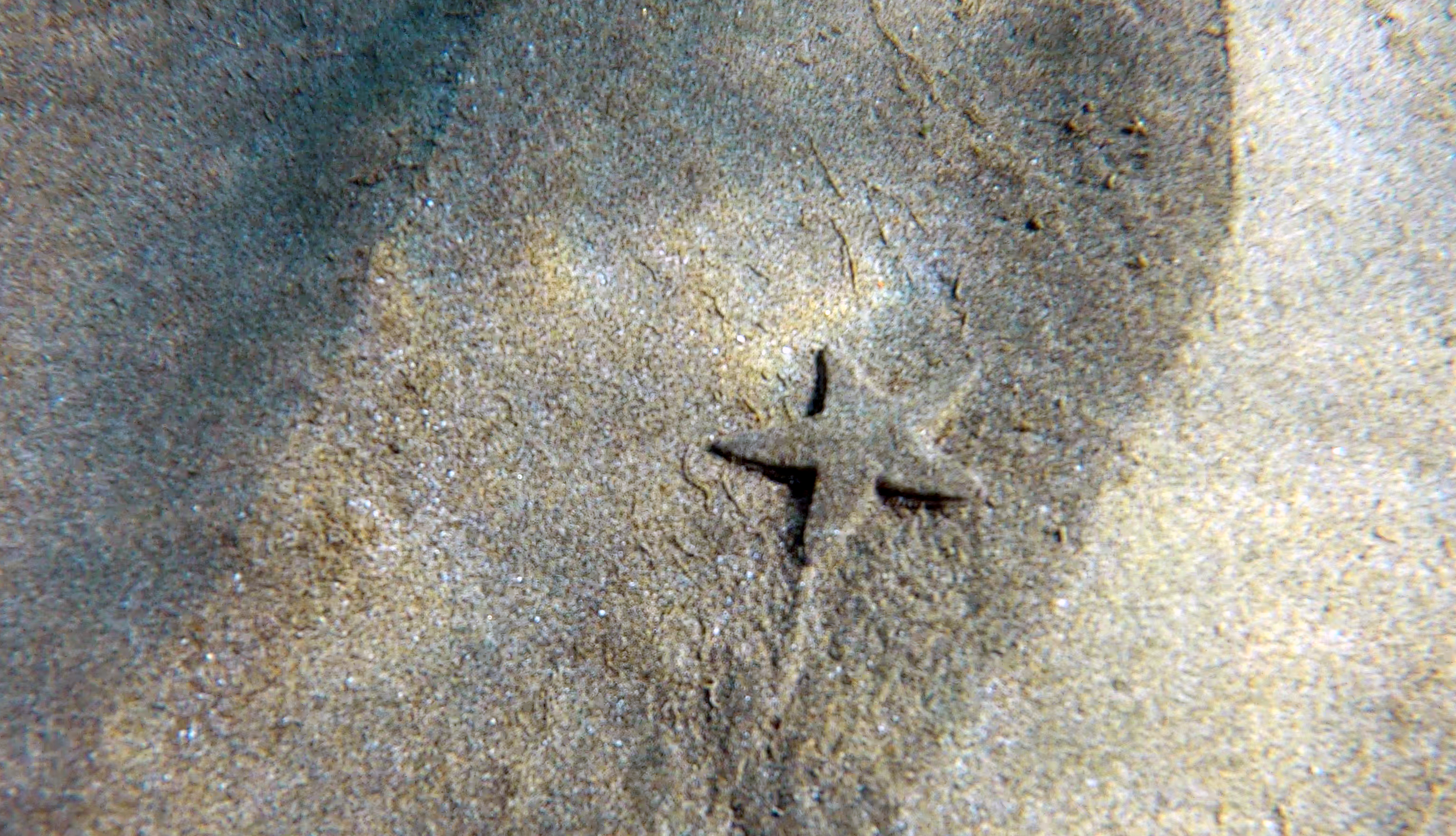 Starfish Astropecten jonstoni Pettine di mare Stella di Jonston www.intotheblue.it
