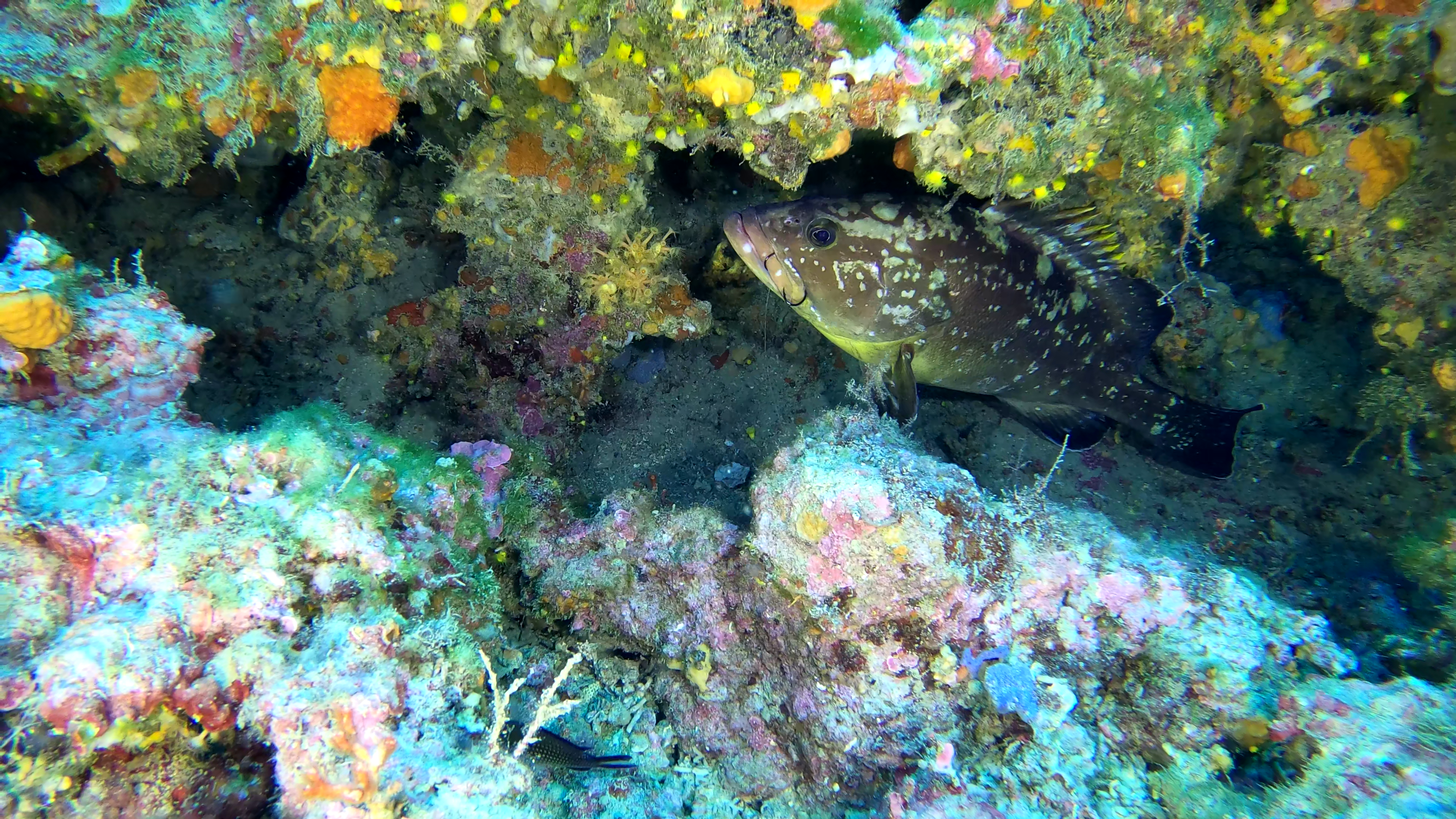 dusky Grouper Cernia bruna Epinephelus marginatus www.intotheblue.it