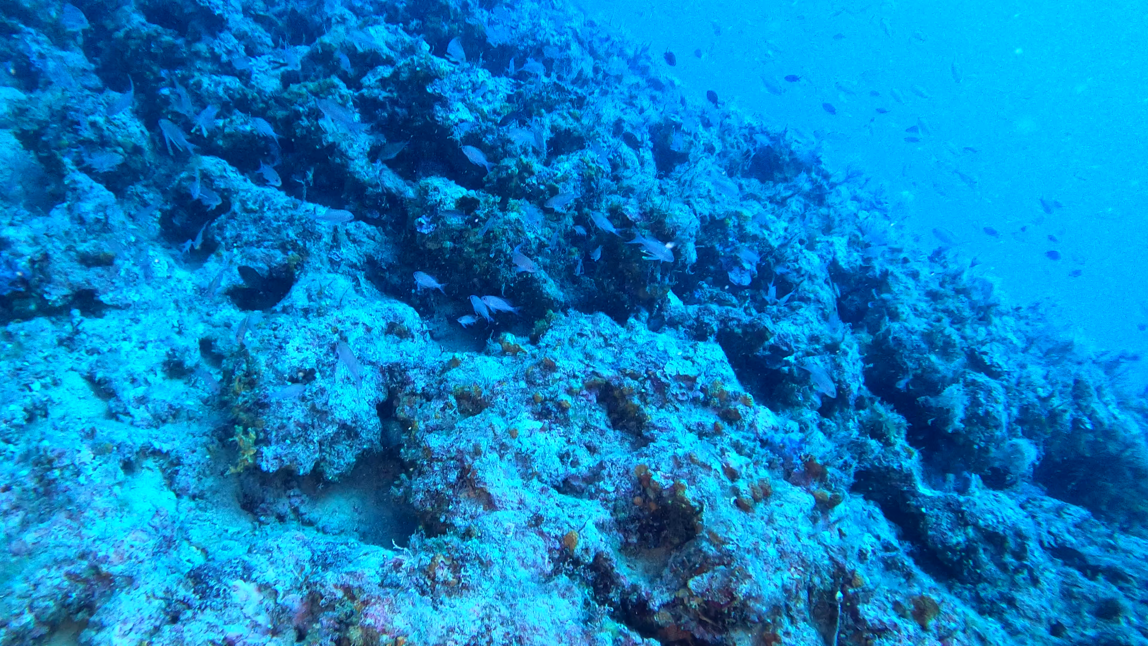 mediterranean coral reef scogliera corallina mediterranea www.intotheblue.it