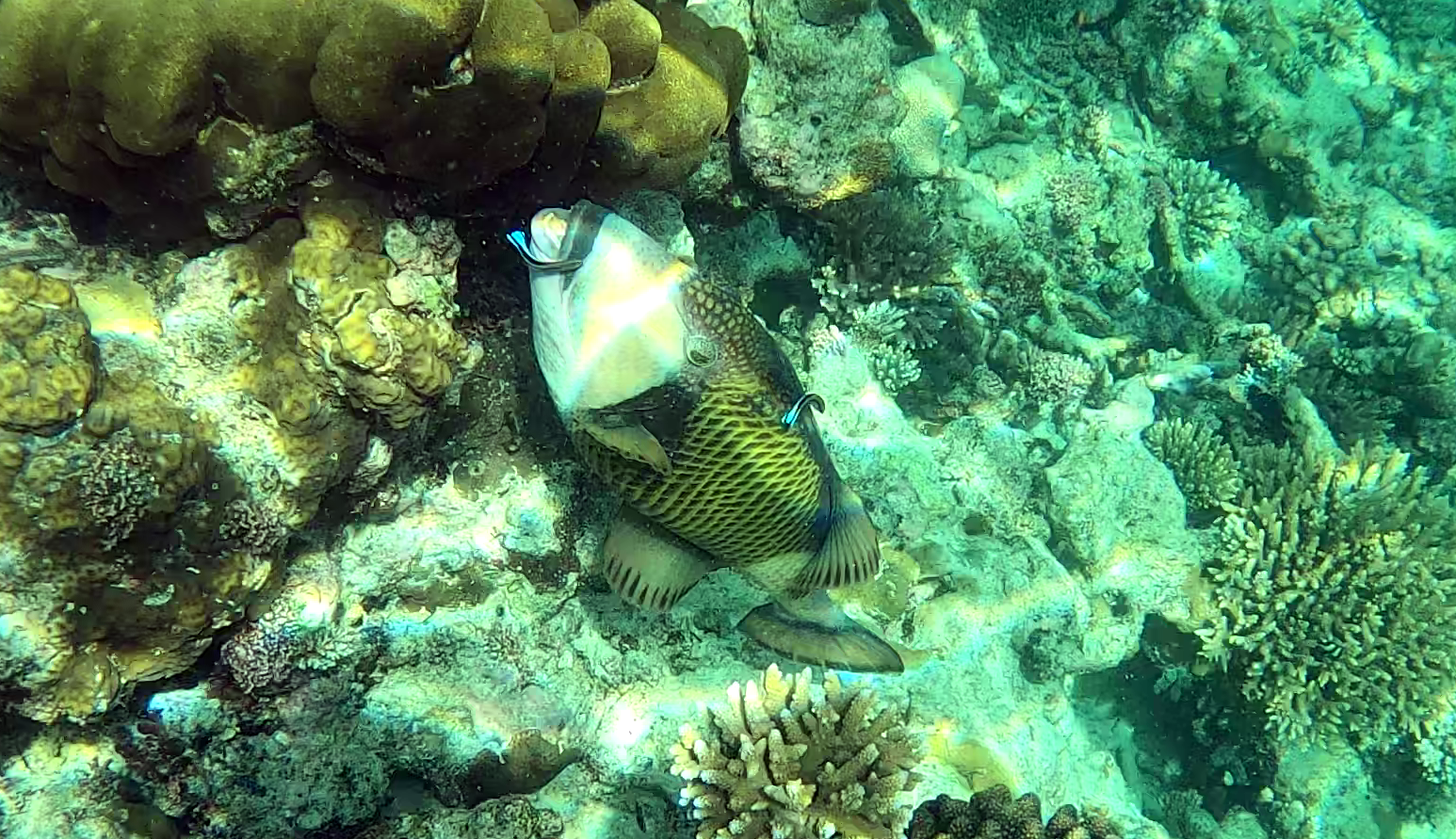 Cleaning station for Titan triggerfish pesce Pulitore e Balestra Titano Balistoides viridescens and Labroides dimidiatus www.intotheblue.it